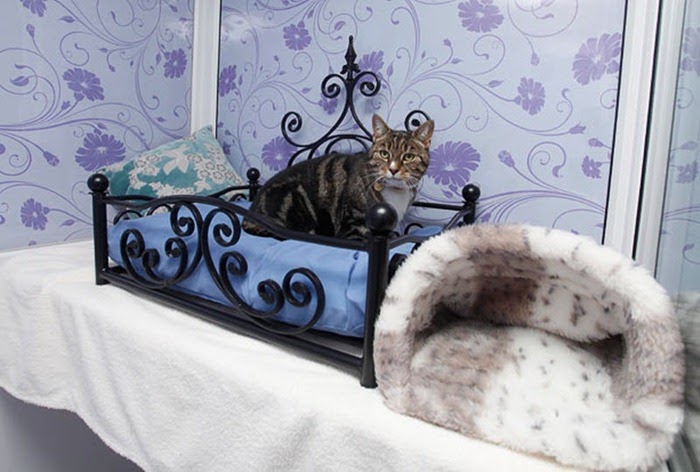 Longcroft Luxury Cat Hotel Longcroft Luxury Cat Hotel